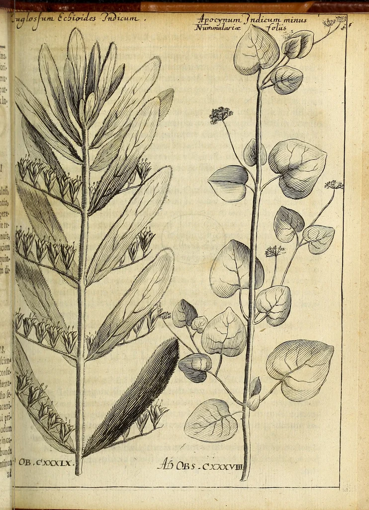 An illustration from Miscellanea Curiosa Medico-Physica Academiae Naturae Curiosorum, 1676, leaf 178