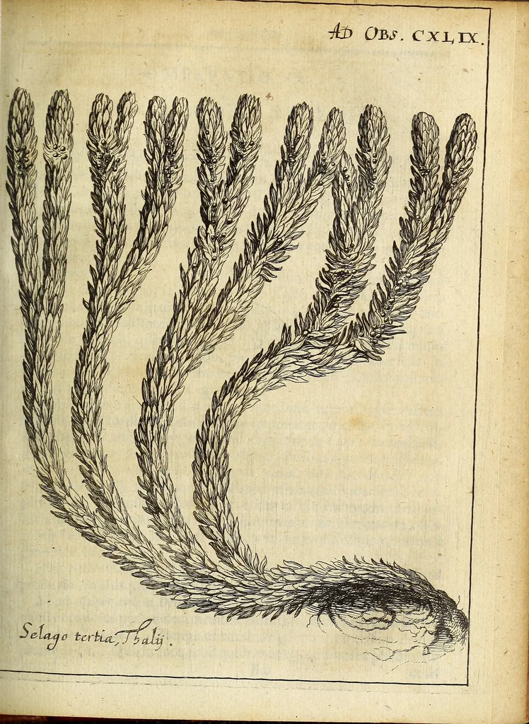 An illustration from Miscellanea Curiosa Medico-Physica Academiae Naturae Curiosorum, 1676, leaf 226