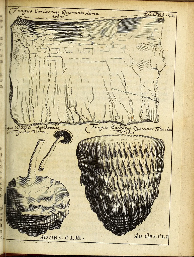 An illustration from Miscellanea Curiosa Medico-Physica Academiae Naturae Curiosorum, 1676, leaf 230