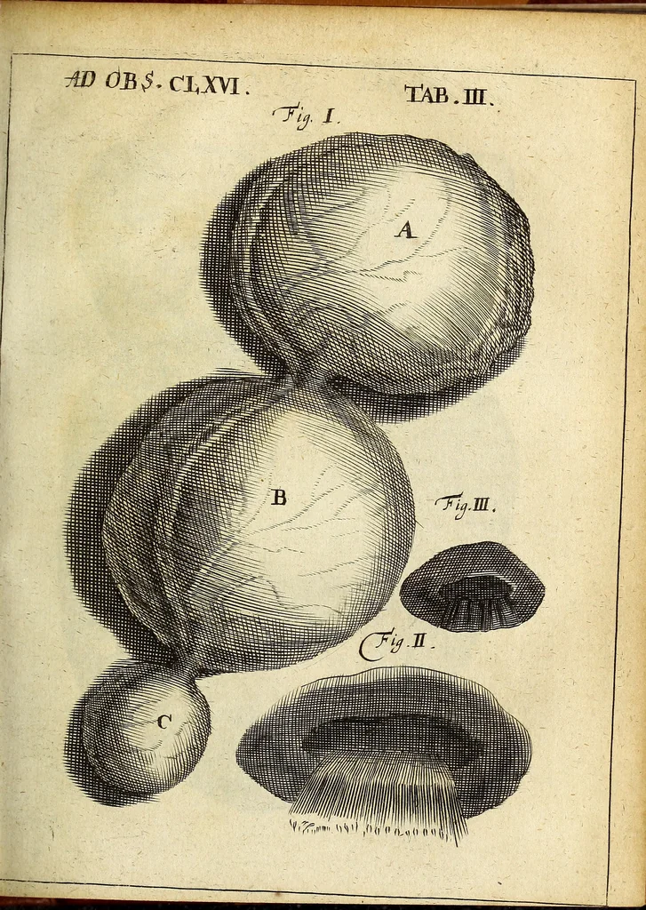 An illustration from Miscellanea Curiosa Medico-Physica Academiae Naturae Curiosorum, 1676, leaf 256