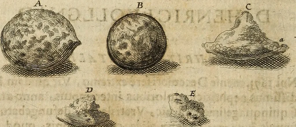 An illustration from Miscellanea Curiosa Medico-Physica Academiae Naturae Curiosorum, 1676, leaf 269