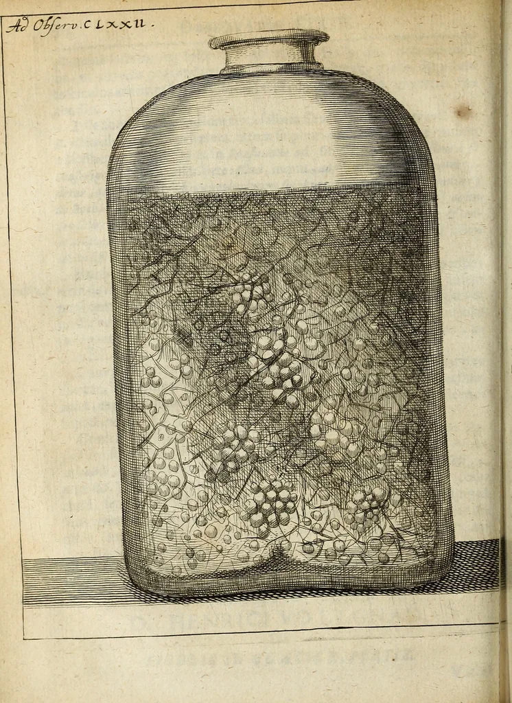 An illustration from Miscellanea Curiosa Medico-Physica Academiae Naturae Curiosorum, 1676, leaf 279