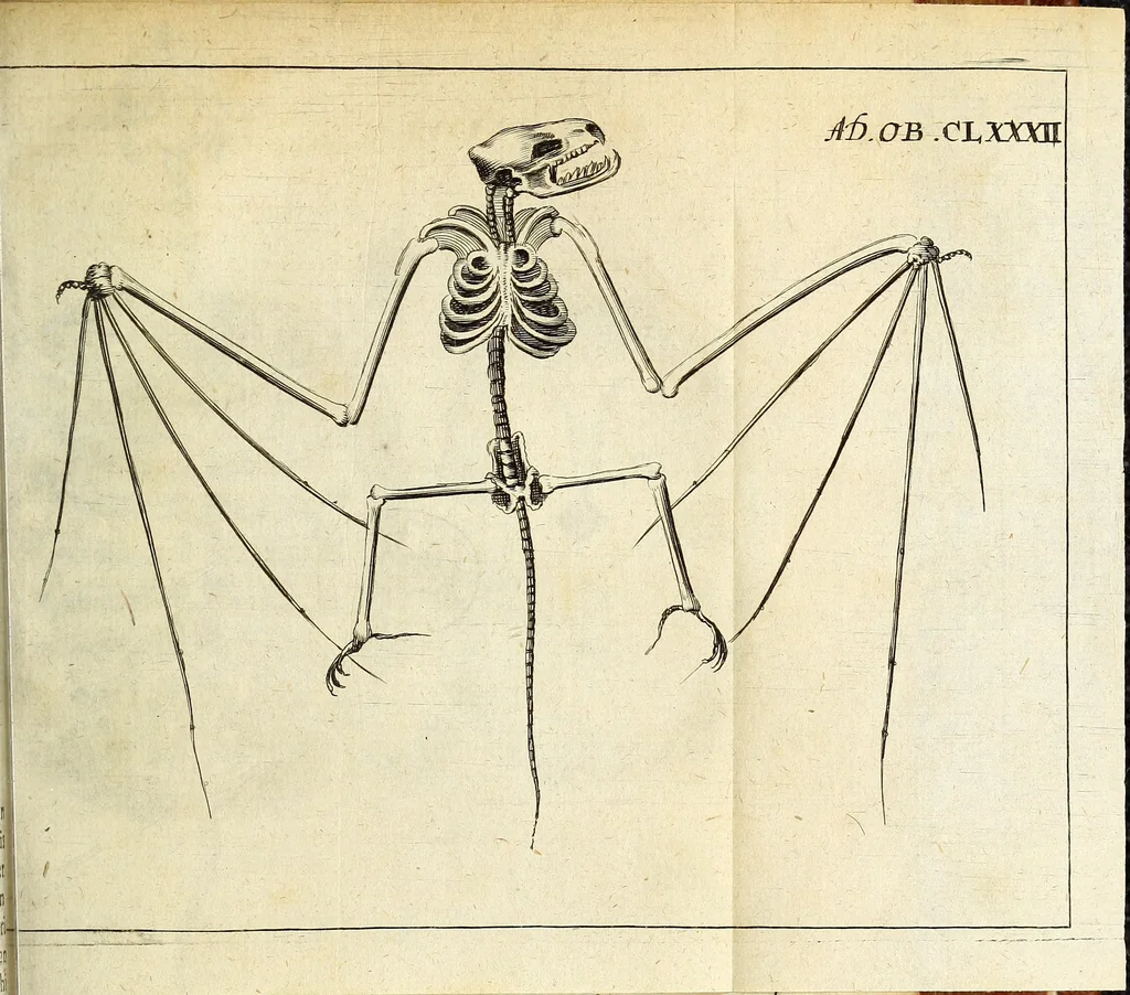 An illustration from Miscellanea Curiosa Medico-Physica Academiae Naturae Curiosorum, 1676, leaf 290