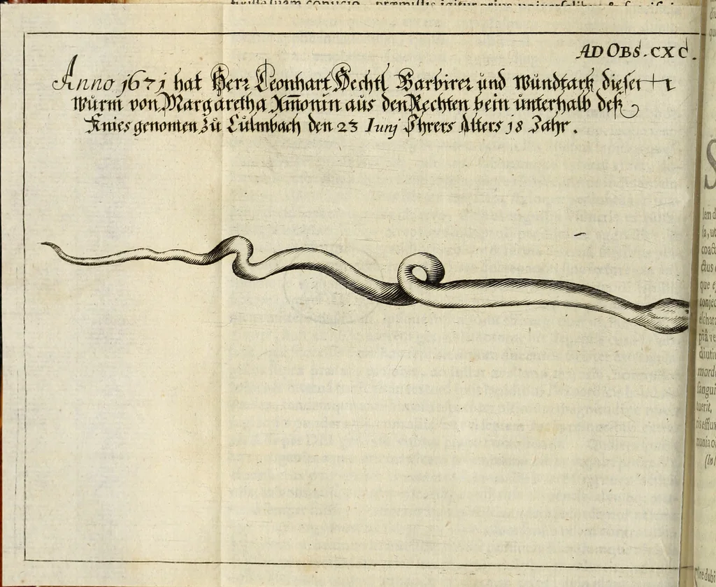 An illustration from Miscellanea Curiosa Medico-Physica Academiae Naturae Curiosorum, 1676, leaf 299