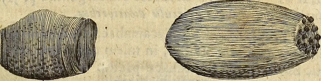 An illustration from Miscellanea Curiosa Medico-Physica Academiae Naturae Curiosorum, 1676, leaf 358
