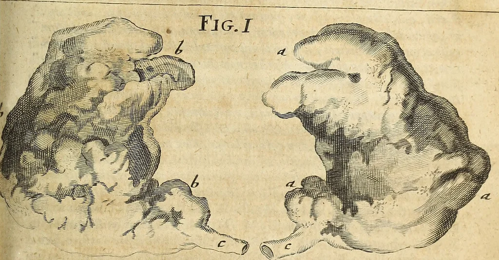 An illustration from Miscellanea Curiosa Medico-Physica Academiae Naturae Curiosorum, 1676, leaf 754