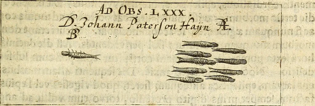 An illustration from Miscellanea Curiosa Medico-Physica Academiae Naturae Curiosorum, 1676, leaf 86