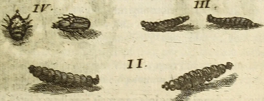 An illustration from Miscellanea Curiosa Medico-Physica Academiae Naturae Curiosorum, 1676, leaf 98