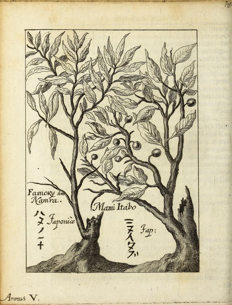 An illustration from Miscellanea Curiosa, sive Ephemiridum Medico-Physicarum Germanicarum Academiae Naturae Curiosorum, 1687, leaf 132