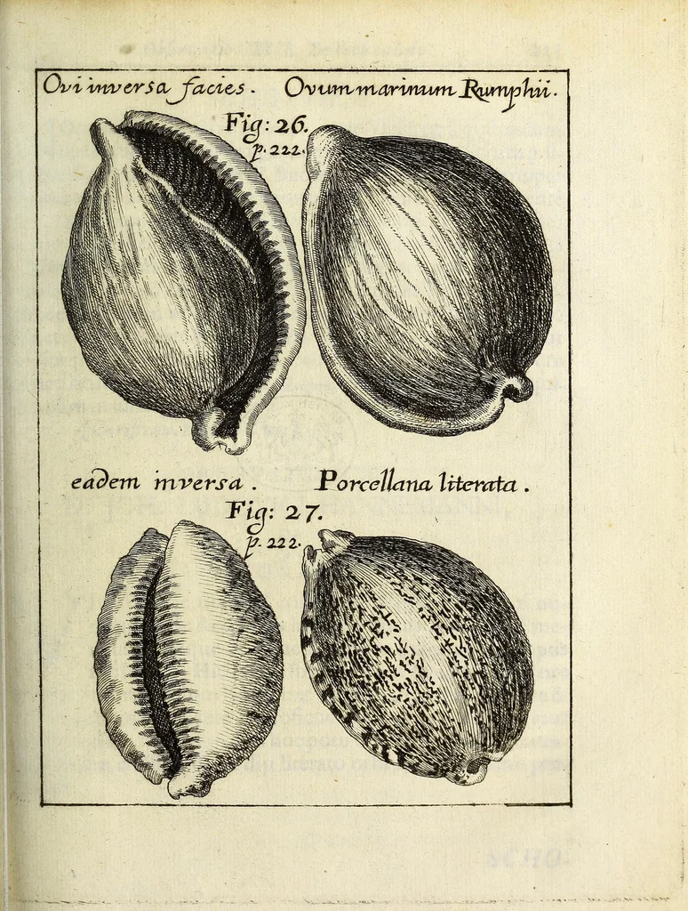 An illustration from Miscellanea Curiosa, sive Ephemiridum Medico-Physicarum Germanicarum Academiae Naturae Curiosorum, 1687, leaf 285