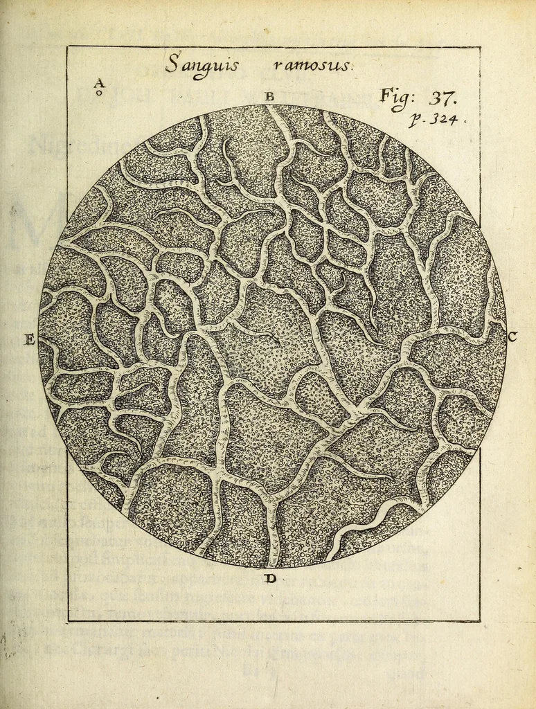 An illustration from Miscellanea Curiosa, sive Ephemiridum Medico-Physicarum Germanicarum Academiae Naturae Curiosorum, 1687, leaf 401