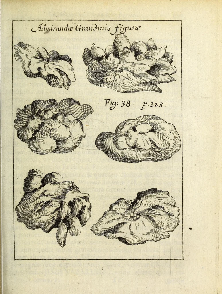 An illustration from Miscellanea Curiosa, sive Ephemiridum Medico-Physicarum Germanicarum Academiae Naturae Curiosorum, 1687, leaf 407