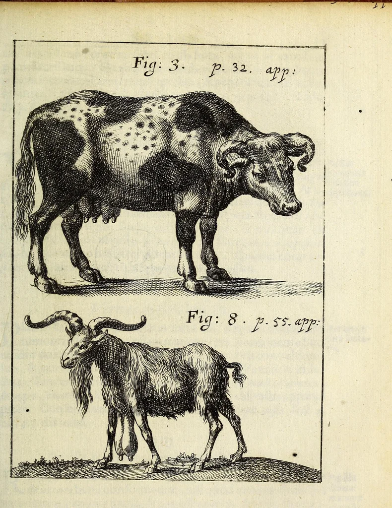 An illustration from Miscellanea Curiosa, sive Ephemiridum Medico-Physicarum Germanicarum Academiae Naturae Curiosorum, 1687, leaf 607
