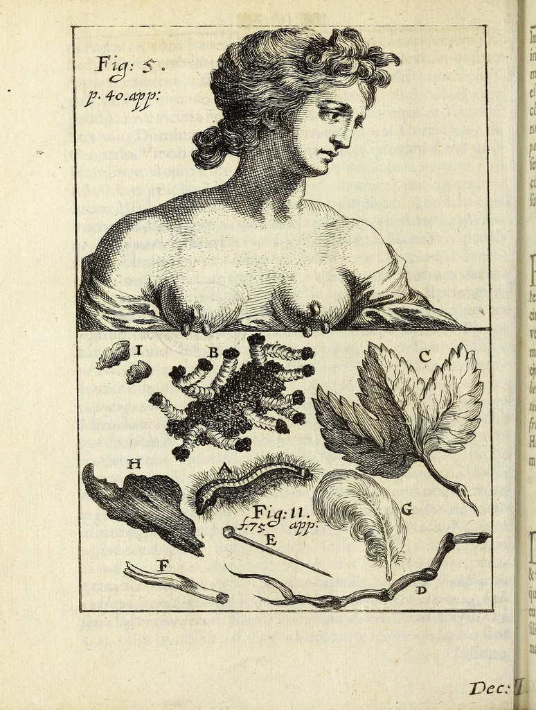 An illustration from Miscellanea Curiosa, sive Ephemiridum Medico-Physicarum Germanicarum Academiae Naturae Curiosorum, 1687, leaf 654