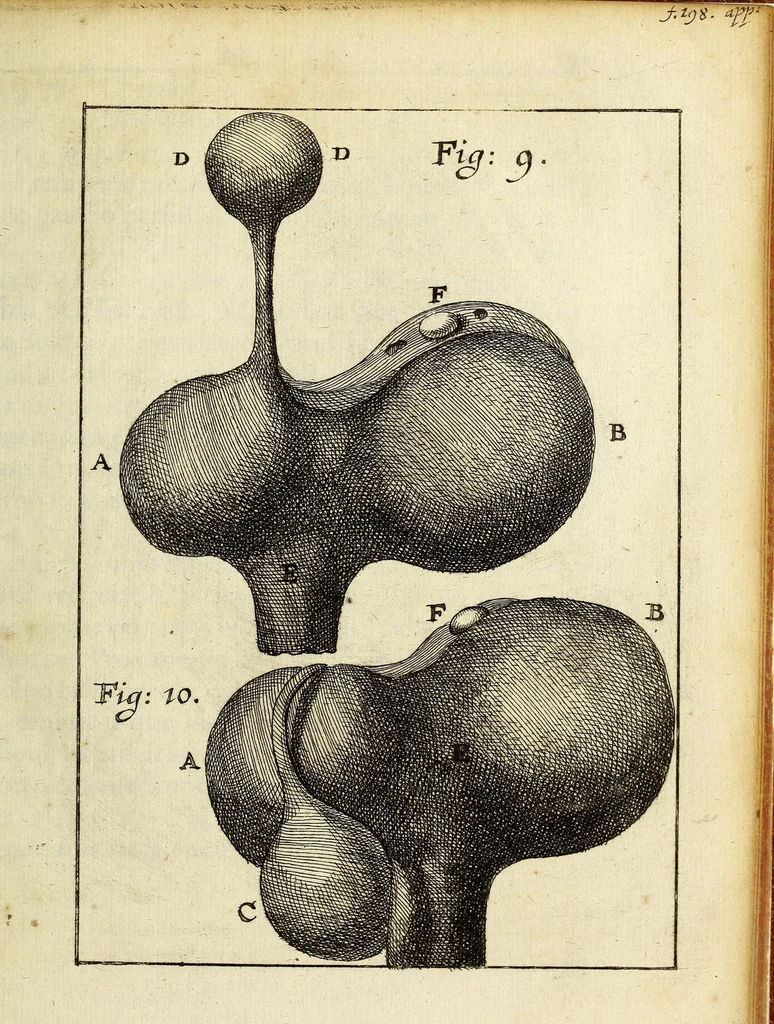 An illustration from Miscellanea Curiosa, sive Ephemiridum Medico-Physicarum Germanicarum Academiae Naturae Curiosorum, 1687, leaf 783