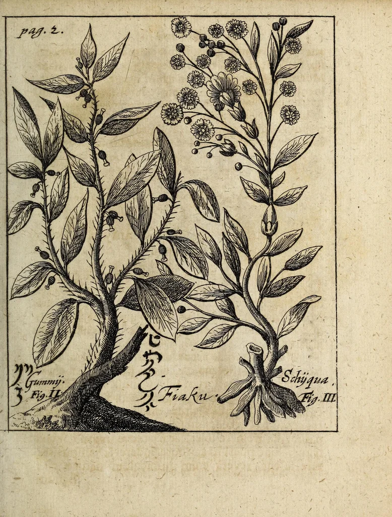 An illustration from Miscellanea Curiosa, sive Ephemiridum Medico-Physicarum Germanicarum Academiae Naturae Curiosorum, 1700, leaf 19