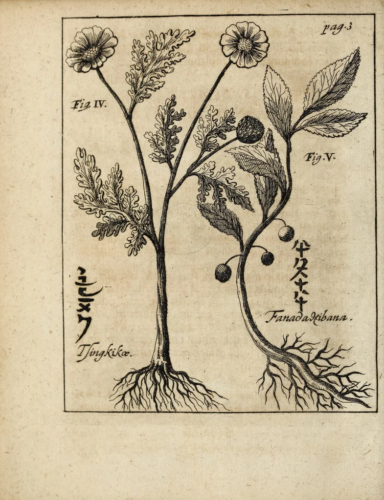 An illustration from Miscellanea Curiosa, sive Ephemiridum Medico-Physicarum Germanicarum Academiae Naturae Curiosorum, 1700, leaf 22