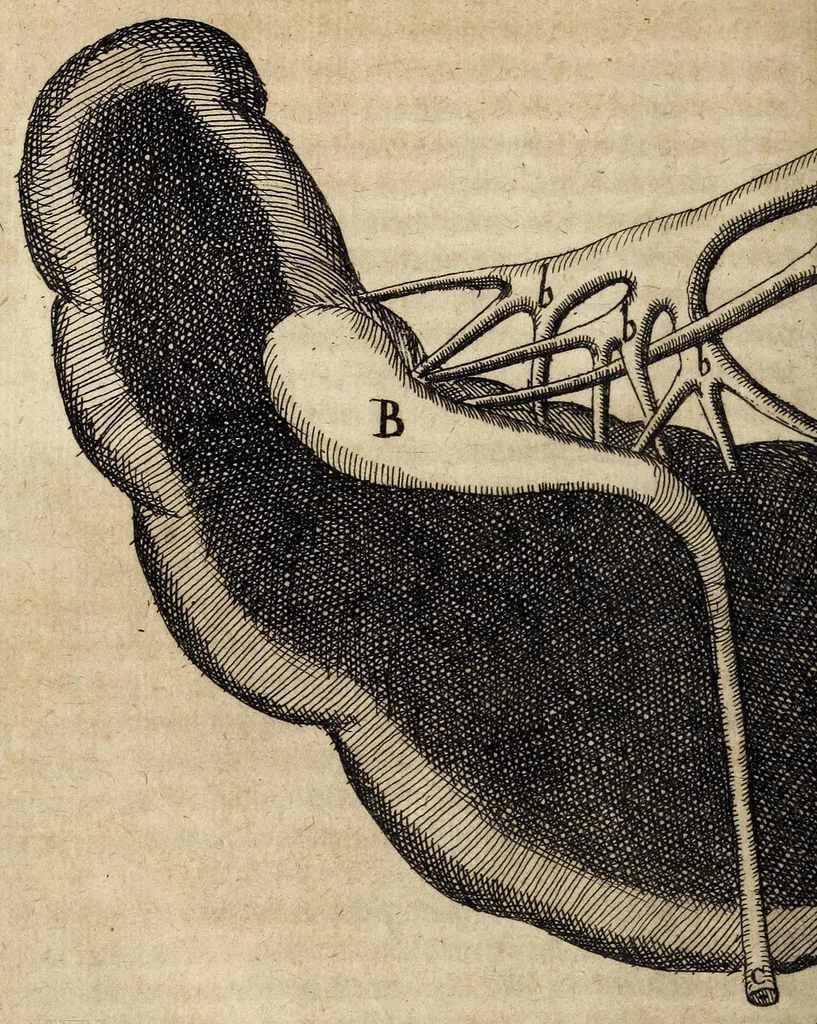 An illustration from Miscellanea Curiosa, sive Ephemiridum Medico-Physicarum Germanicarum Academiae Naturae Curiosorum, 1700, leaf 468