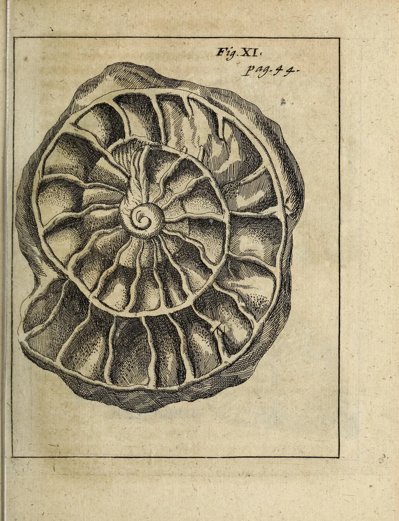 An illustration from Miscellanea Curiosa, sive Ephemiridum Medico-Physicarum Germanicarum Academiae Naturae Curiosorum, 1700, leaf 71