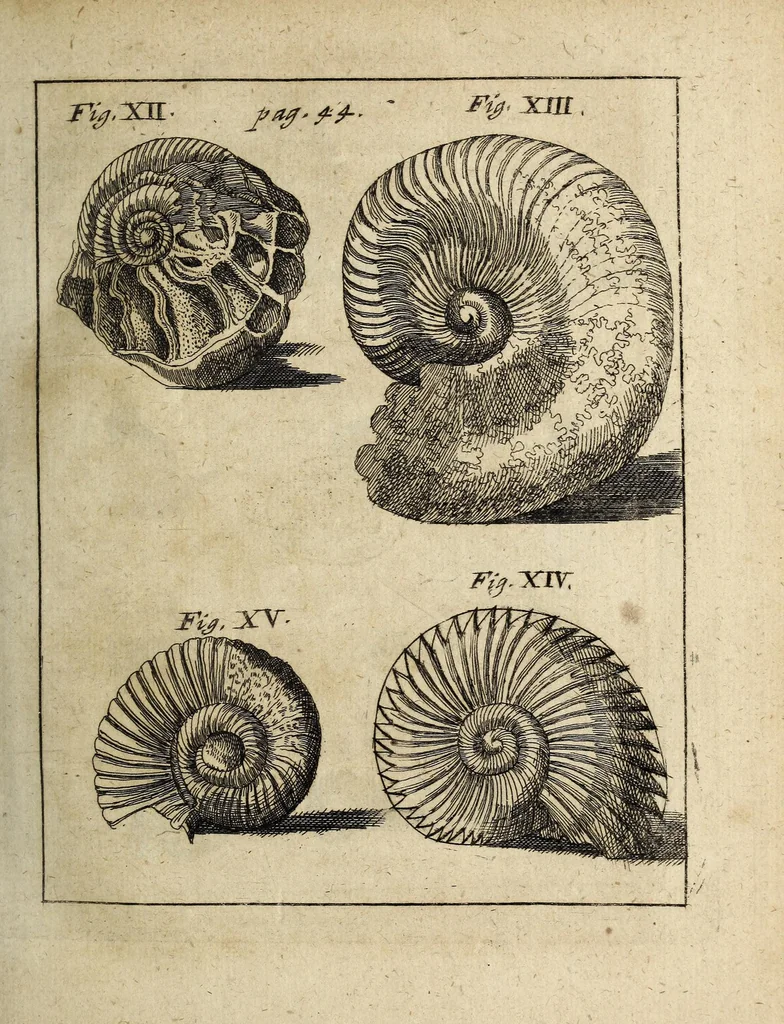 An illustration from Miscellanea Curiosa, sive Ephemiridum Medico-Physicarum Germanicarum Academiae Naturae Curiosorum, 1700, leaf 73