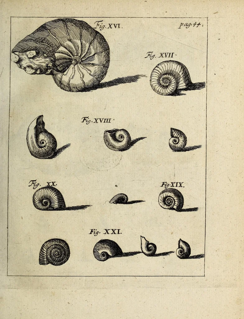 An illustration from Miscellanea Curiosa, sive Ephemiridum Medico-Physicarum Germanicarum Academiae Naturae Curiosorum, 1700, leaf 75