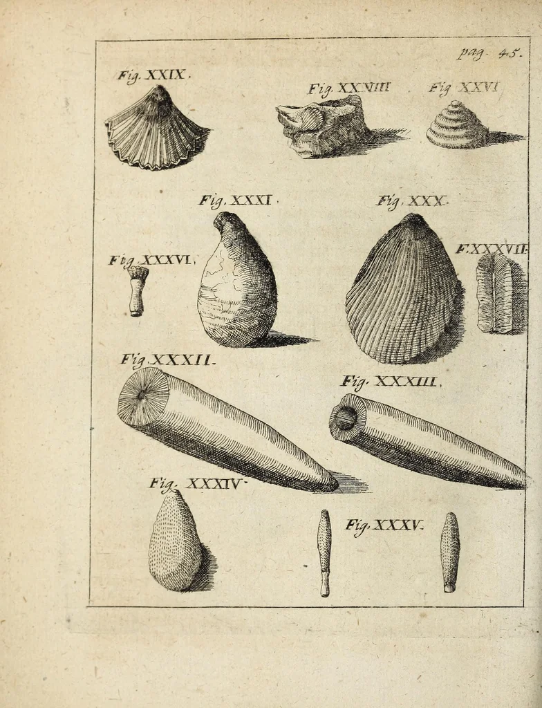 An illustration from Miscellanea Curiosa, sive Ephemiridum Medico-Physicarum Germanicarum Academiae Naturae Curiosorum, 1700, leaf 82