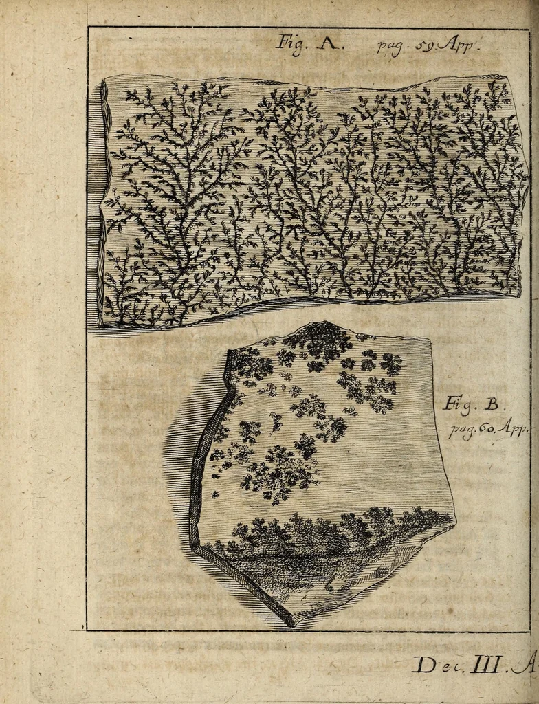 An illustration from Miscellanea Curiosa, sive Ephemiridum Medico-Physicarum Germanicarum Academiae Naturae Curiosorum, 1700, leaf 820
