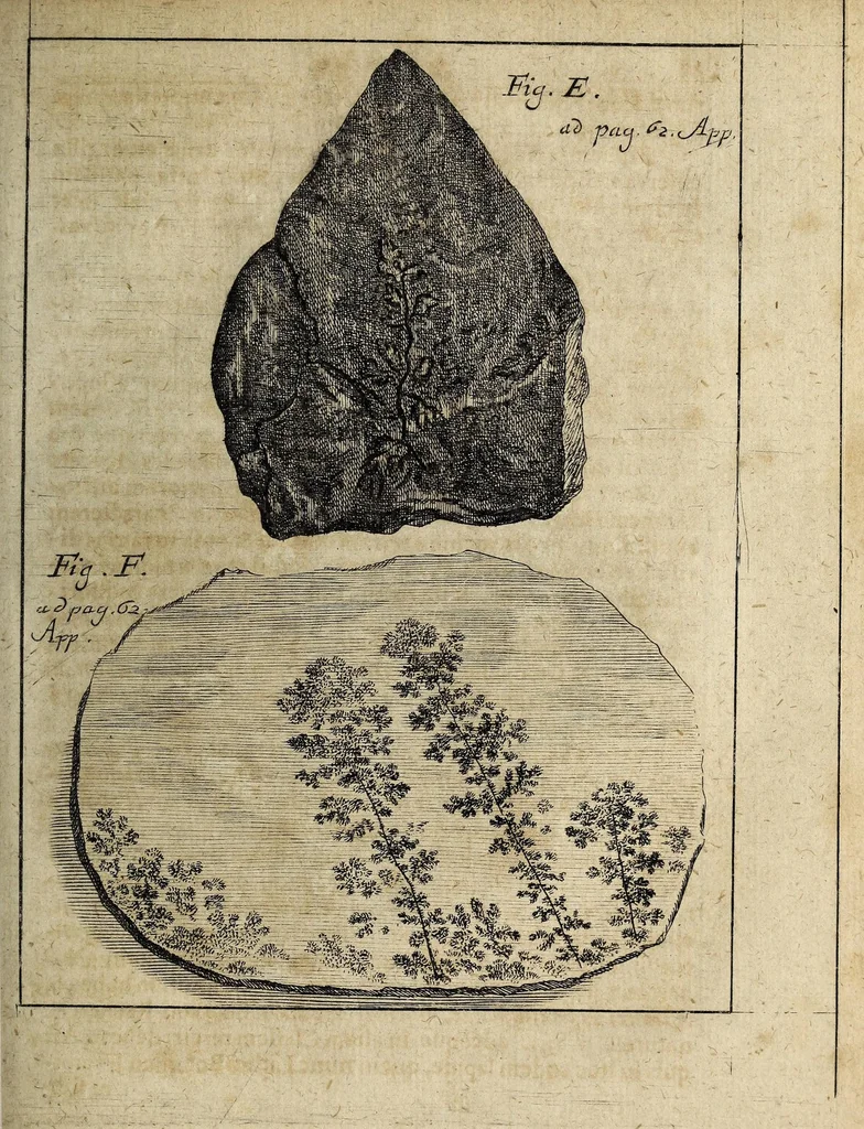 An illustration from Miscellanea Curiosa, sive Ephemiridum Medico-Physicarum Germanicarum Academiae Naturae Curiosorum, 1700, leaf 827