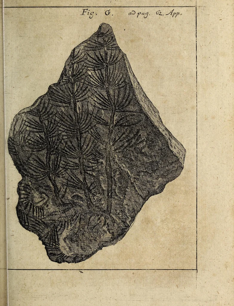 An illustration from Miscellanea Curiosa, sive Ephemiridum Medico-Physicarum Germanicarum Academiae Naturae Curiosorum, 1700, leaf 829