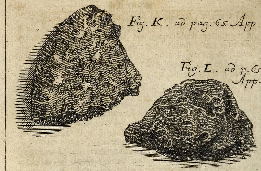An illustration from Miscellanea Curiosa, sive Ephemiridum Medico-Physicarum Germanicarum Academiae Naturae Curiosorum, 1700, leaf 836