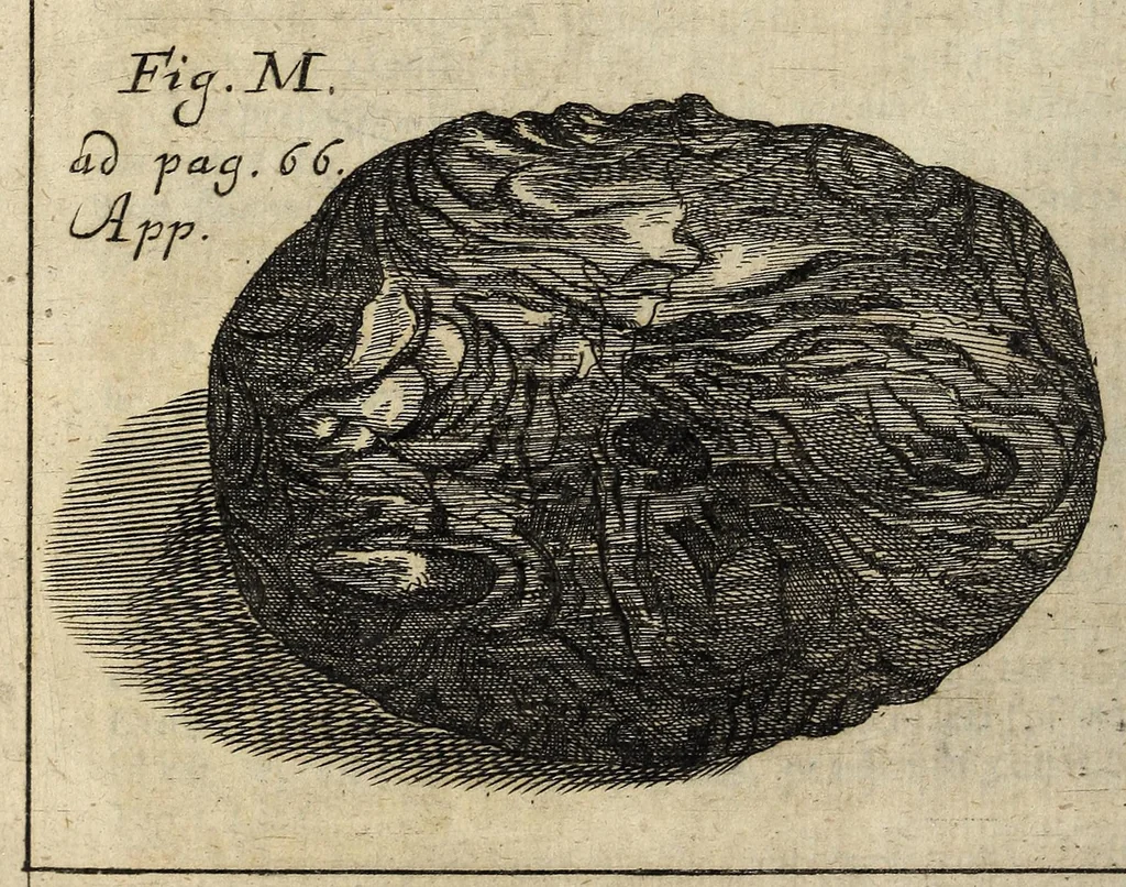 An illustration from Miscellanea Curiosa, sive Ephemiridum Medico-Physicarum Germanicarum Academiae Naturae Curiosorum, 1700, leaf 836