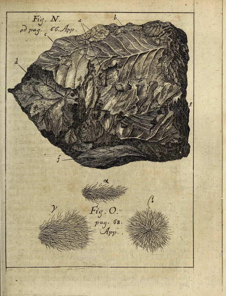An illustration from Miscellanea Curiosa, sive Ephemiridum Medico-Physicarum Germanicarum Academiae Naturae Curiosorum, 1700, leaf 839