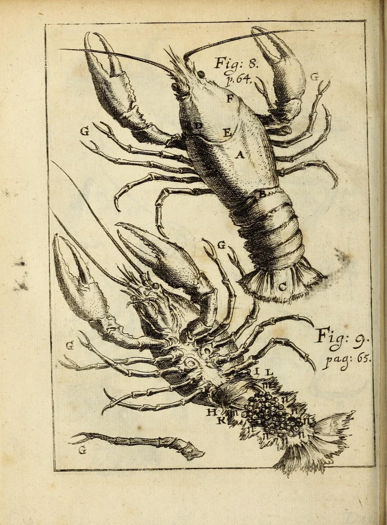 An illustration from Miscellanea Curiosa, sive Ephemiridum Medico-Physicarum Germanicarum Academiae Naturae Curiosorum, 1688, leaf 120