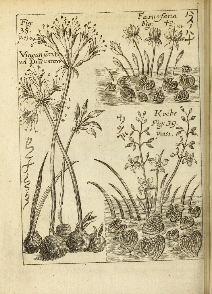 An illustration from Miscellanea Curiosa, sive Ephemiridum Medico-Physicarum Germanicarum Academiae Naturae Curiosorum, 1688, leaf 194