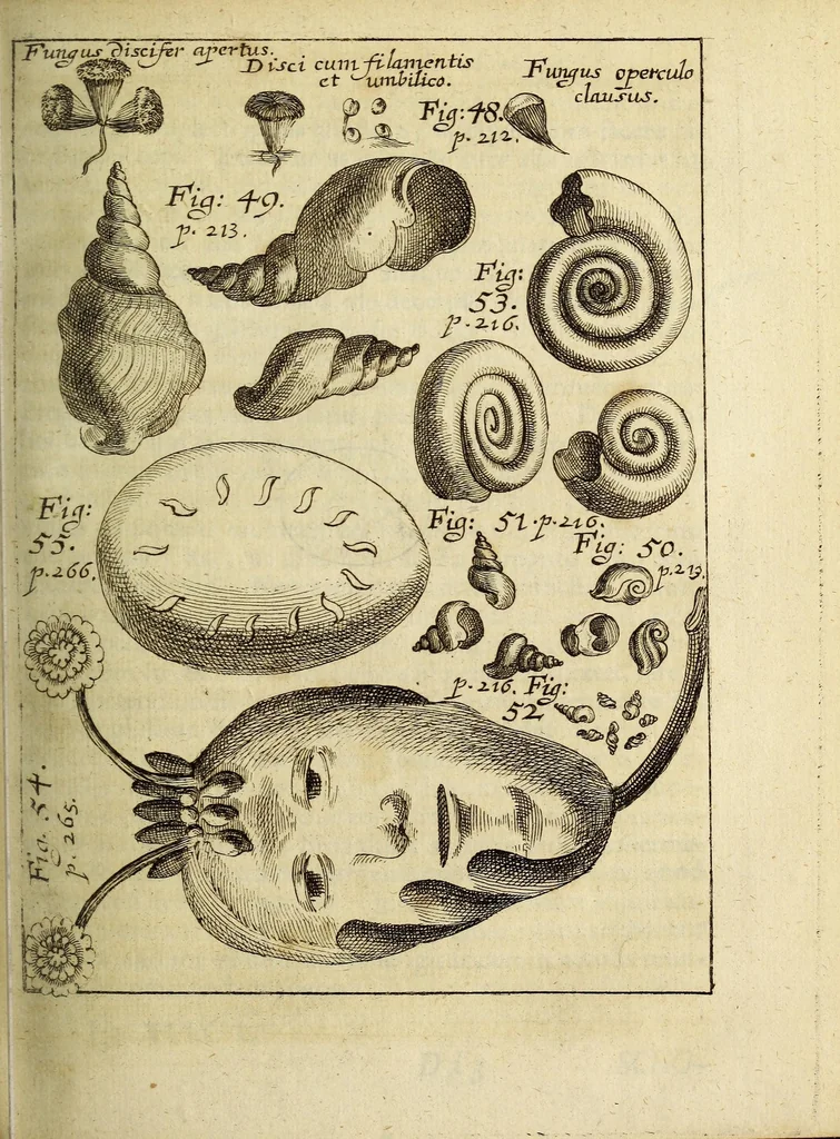 An illustration from Miscellanea Curiosa, sive Ephemiridum Medico-Physicarum Germanicarum Academiae Naturae Curiosorum, 1688, leaf 285