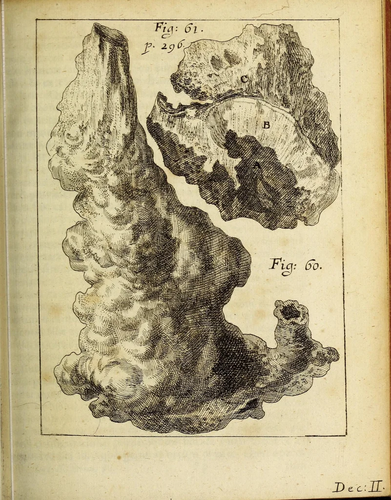 An illustration from Miscellanea Curiosa, sive Ephemiridum Medico-Physicarum Germanicarum Academiae Naturae Curiosorum, 1688, leaf 375