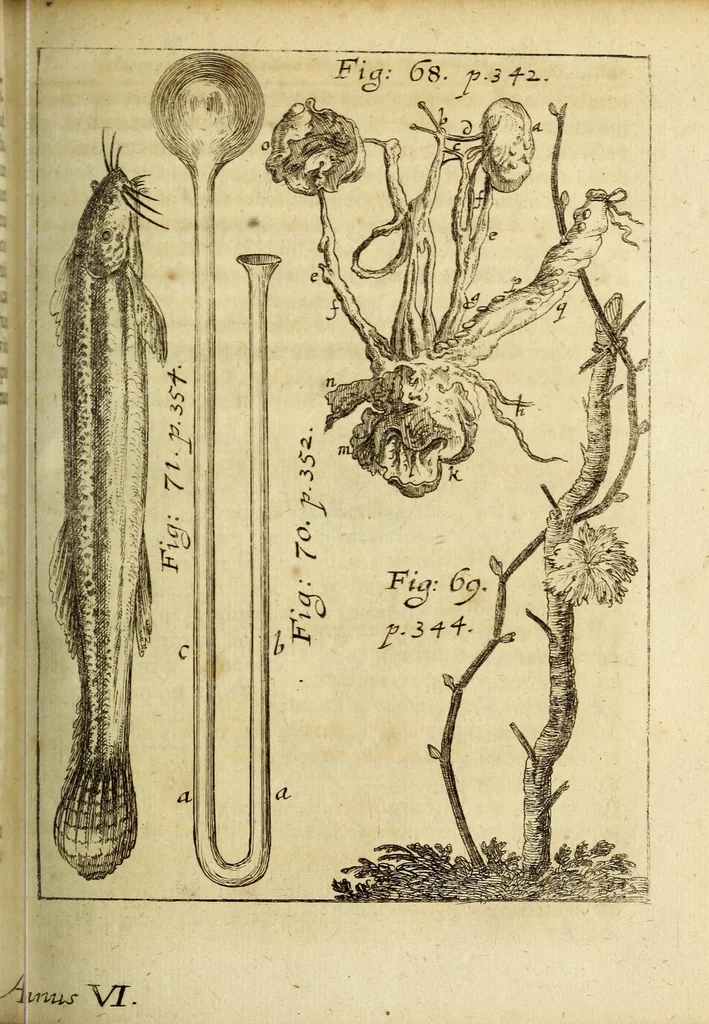 An illustration from Miscellanea Curiosa, sive Ephemiridum Medico-Physicarum Germanicarum Academiae Naturae Curiosorum, 1688, leaf 427