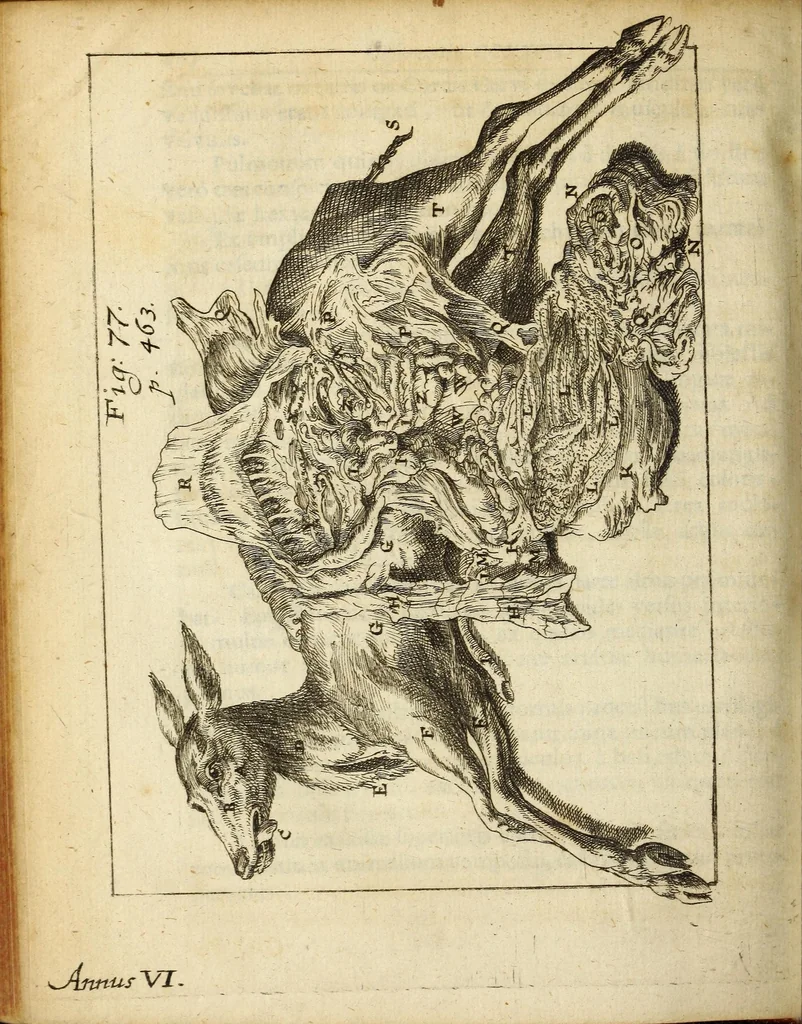 An illustration from Miscellanea Curiosa, sive Ephemiridum Medico-Physicarum Germanicarum Academiae Naturae Curiosorum, 1688, leaf 556