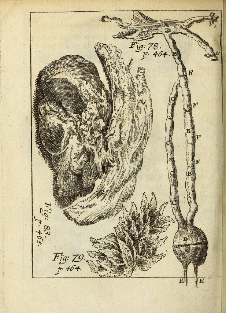 An illustration from Miscellanea Curiosa, sive Ephemiridum Medico-Physicarum Germanicarum Academiae Naturae Curiosorum, 1688, leaf 566