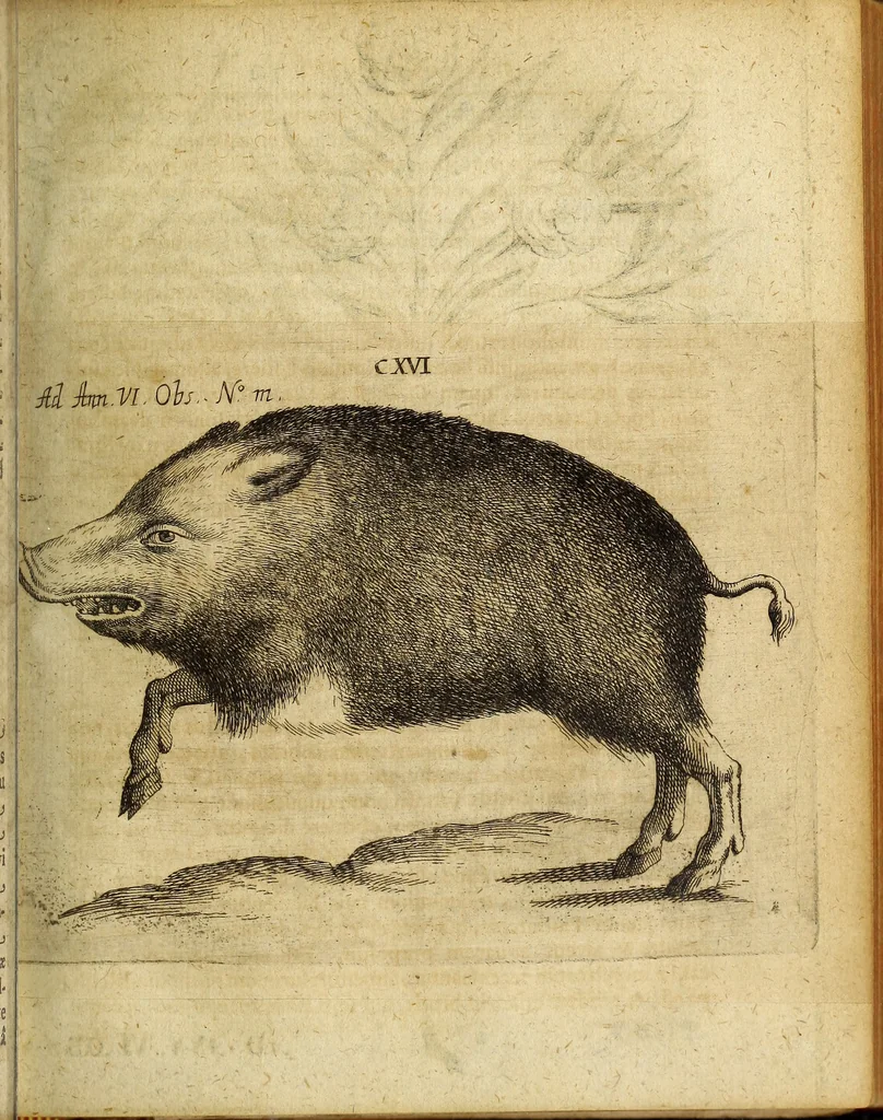 An illustration from Miscellanea Curiosa Medico-Physica Academiae Naturae Curiosorum, 1677, leaf 176
