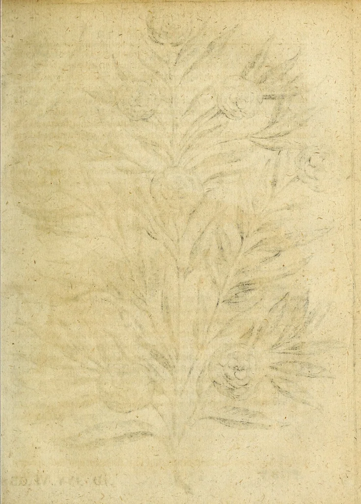 An illustration from Miscellanea Curiosa Medico-Physica Academiae Naturae Curiosorum, 1677, leaf 178