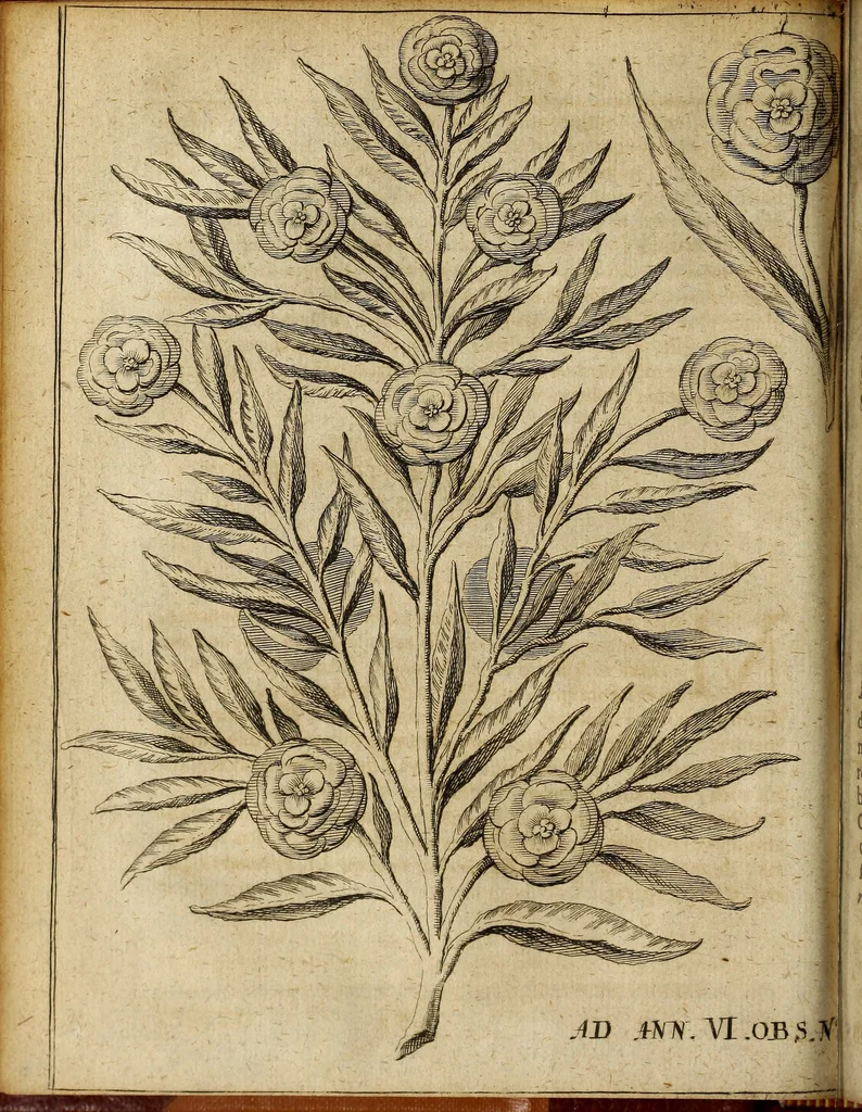 An illustration from Miscellanea Curiosa Medico-Physica Academiae Naturae Curiosorum, 1677, leaf 179