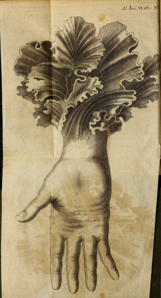 An illustration from Miscellanea Curiosa Medico-Physica Academiae Naturae Curiosorum, 1677, leaf 25