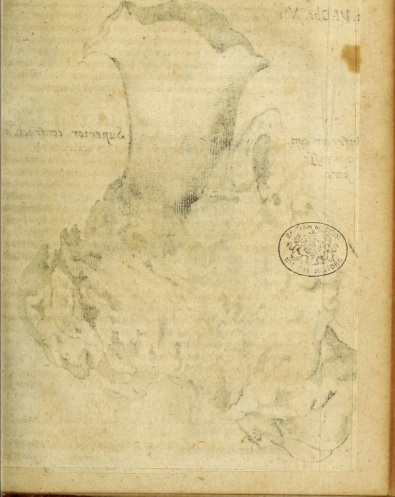 An illustration from Miscellanea Curiosa Medico-Physica Academiae Naturae Curiosorum, 1677, leaf 264