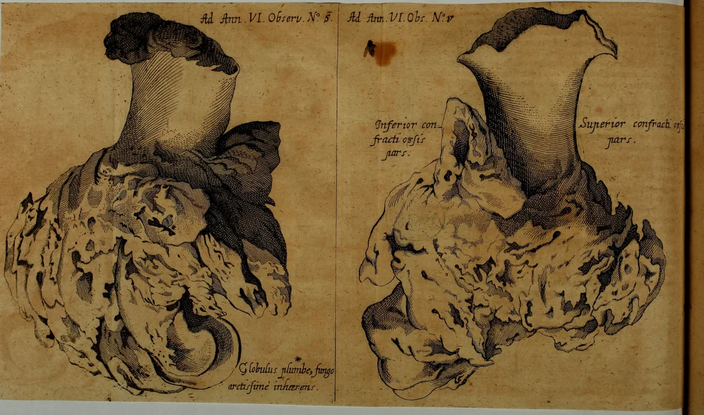 An illustration from Miscellanea Curiosa Medico-Physica Academiae Naturae Curiosorum, 1677, leaf 265