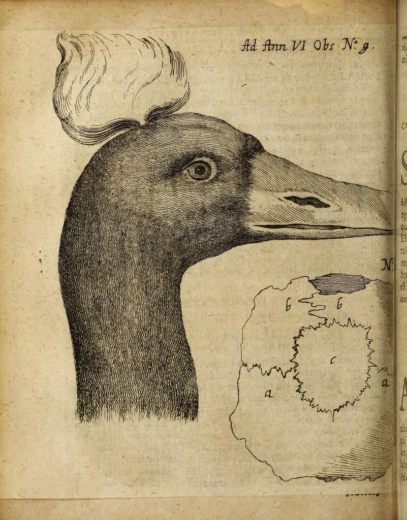 An illustration from Miscellanea Curiosa Medico-Physica Academiae Naturae Curiosorum, 1677, leaf 271