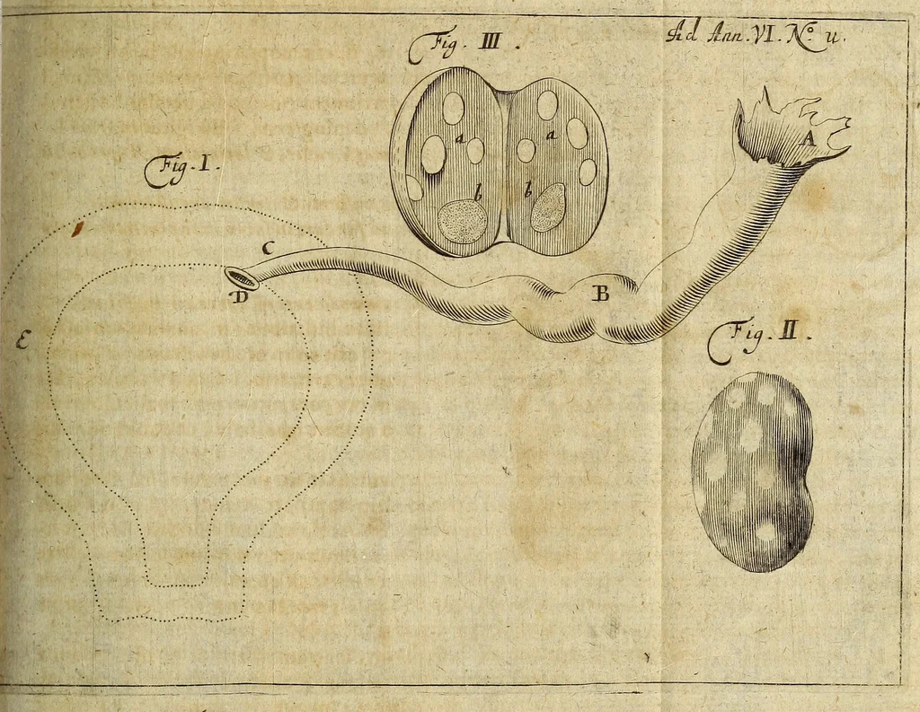 An illustration from Miscellanea Curiosa Medico-Physica Academiae Naturae Curiosorum, 1677, leaf 324