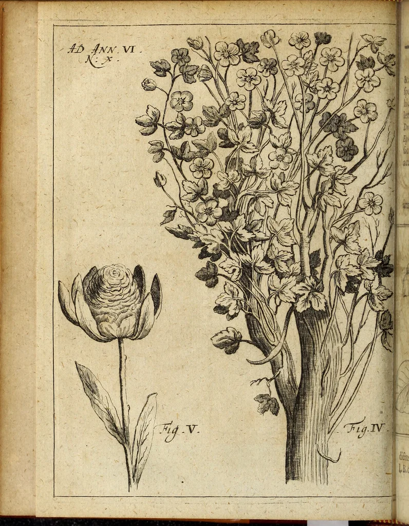 An illustration from Miscellanea Curiosa Medico-Physica Academiae Naturae Curiosorum, 1677, leaf 387