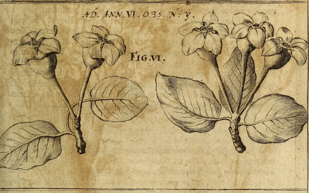 An illustration from Miscellanea Curiosa Medico-Physica Academiae Naturae Curiosorum, 1677, leaf 388