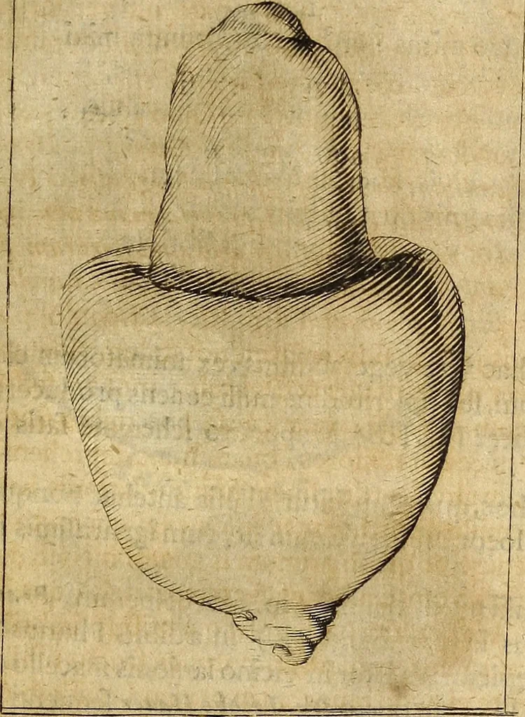 An illustration from Miscellanea Curiosa Medico-Physica Academiae Naturae Curiosorum, 1677, leaf 390